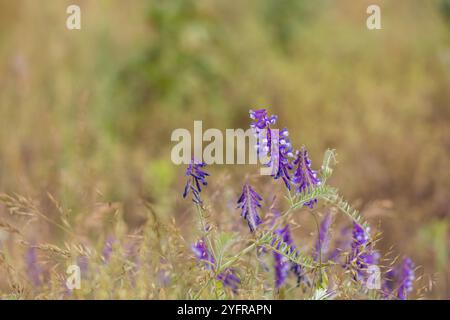 Violette getuftete Wickchenblüten wachsen auf einem Feld und erzeugen eine lebendige Farbdarstellung vor dem unscharfen Hintergrund Stockfoto