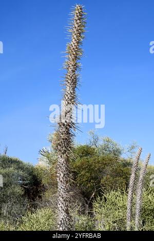 Octopus Tree (Didiera madagascariensis) ist ein im Süden Madagaskars endemischer Stachelstrauch. Dieses Foto wurde in Toliara, Madagaskar, aufgenommen. Stockfoto