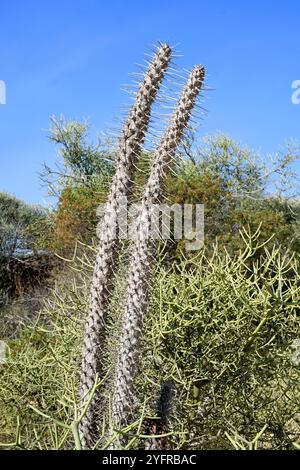 Octopus Tree (Didiera madagascariensis) ist ein im Süden Madagaskars endemischer Stachelstrauch. Dieses Foto wurde in Toliara, Madagaskar, aufgenommen. Stockfoto