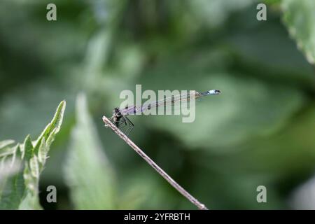 Blauschwanz Damselfliege oder gemeiner Blauhagel oder gemeiner Blaustipp unreife weibliche Violacea Form mit Beute - Ischnura elegans Stockfoto