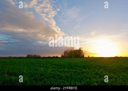 Feld von Alfalfa Medicago sativa in der Nähe des Dorfes Lantadilla Palencia Kastilien und Leon Spanien bei Sonnenuntergang im November Stockfoto