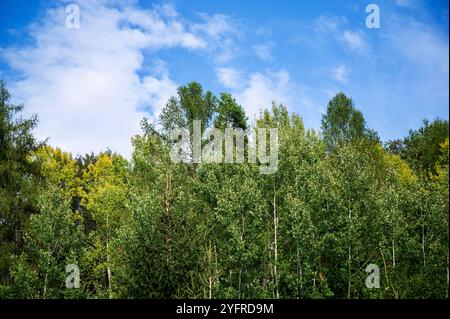 Frisch grüne Spitze von Birke und Nadelbäumen im Wald. Stockfoto