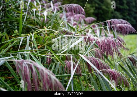 Die dichte Vegetation des blühenden Schilfes Phragmites australis auf nassem Boden. Stockfoto