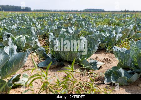 Ein Feld mit Grünkohlköpfen vor der Ernte, Dorffarm, Nahrungsmittelanbau Stockfoto