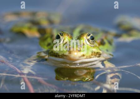 Sumpffrosch (Rana ridibunda) in einem Teich im Frühjahr. Frankreich Stockfoto