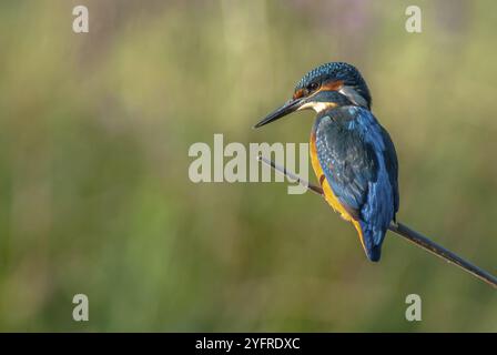 Eisvogel hockte auf einem Ast über dem Wasser eines Teichs Stockfoto