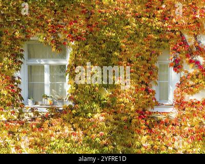 Boston Efeu, dreilappiger Boston Efeu, dreilappiger Zaunrebe (Parthenocissus tricuspidata) an der Hauswand Stockfoto