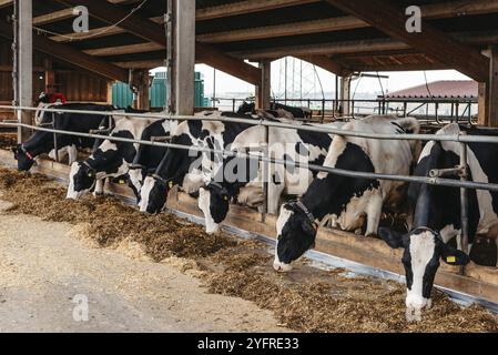 Kälberkuh im Käfig, Pflege der Bio-Landwirtschaft, Futter für Heugrassilage Haustiere, Milchviehrassen, Kuhstall Fütterung. Fleckvieh, glückliche Milchkühe Stockfoto