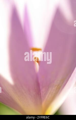 Die Staubblätter einer Herbstblume (Colchicum autumnale). Elsass, Grand EST, Frankreich, Europa Stockfoto