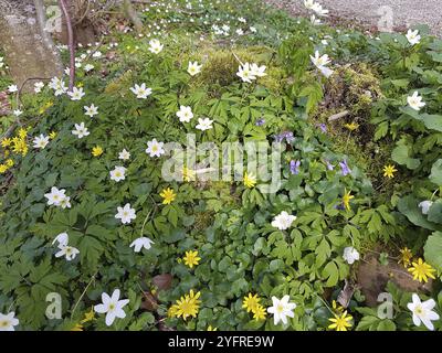Waldblumen, Weißholz Anemone (Anamone nemorosa) Gelb kleiner Celandine (Ficaria verna) Violett (Viola reichenbachiana) Allgaeu, Bava Stockfoto