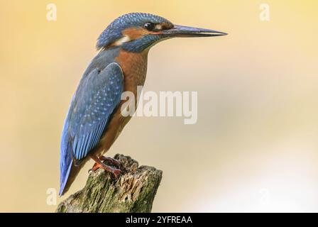 Eisvogel hockte auf einem Ast über dem Wasser eines Teichs Stockfoto