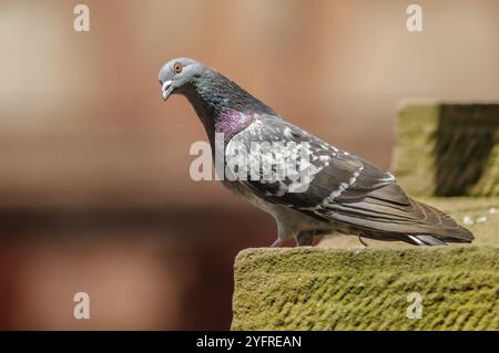 Rock Dove (Columba Livia) in einer Touristenstadt im Sommer. Elsass, Frankreich, Europa Stockfoto