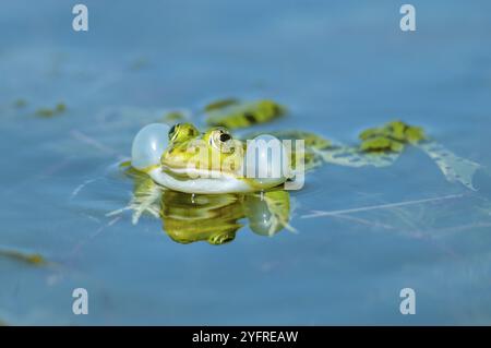 Sumpffrosch (Rana ridibunda) in einem Teich im Frühjahr. Schwarzkopffrosch (Rana ridibunda) im Frühling in einem Teich. Frosch gibt seinen Bass aus, indem er ihn aufbläht Stockfoto