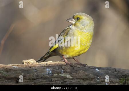 Grünfinke auf einem Ast im Wald. (Chloris chloris). Frankreich Stockfoto