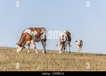 Herde von Montbeliarde-Kühen auf einer Weide. Doubs, Frankreich, Europa Stockfoto
