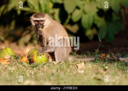 Wirbelaffen, Chlorocebus pygerythrus. Essen Sie einen Windfall-Affenapfel auf dem Gelände der Elephant hab Lodge, Queen Elizabeth National Park. Stockfoto