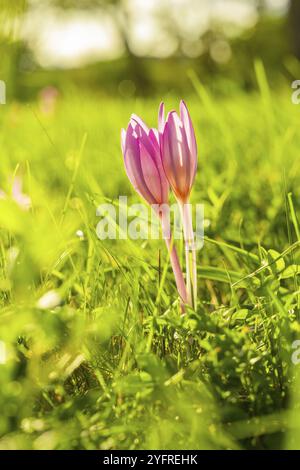 Zwei violette Krokusse ragen unter hellem Sonnenlicht aus der grünen Wiese, Gechingen, Schwarzwald, Deutschland, Europa Stockfoto