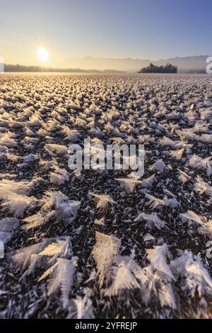 Eisrosen, Eis, gefrorener See, Sonnenaufgang, Stimmung, Winter, Berge, Staffelsee, Murnau, Alpenvorland, Bayern, Deutschland, Europa Stockfoto