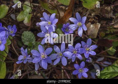 Leberblümchen (Hepatica nobilis), Bayern, Deutschland, Europa Stockfoto