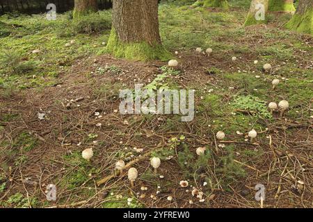 Riesenschirmpilz (Macrolepiota procera), auch bekannt als Parasol. Mehrere Exemplare wachsen als sogenannter Hexenring um eine Fichte (Picea), Allg Stockfoto