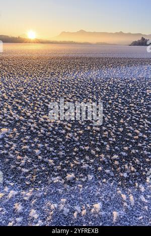 Eisrosen, Eis, gefrorener See, Sonnenaufgang, Stimmung, Winter, Berge, Staffelsee, Murnau, Alpenvorland, Bayern, Deutschland, Europa Stockfoto