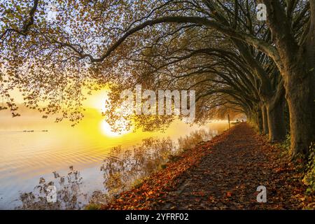 Herbstfarben auf der Platanen Allee, Hardenberg Ufer, Seeweg am Baldeney See, bei Haus Scheppen, in Essen, Nordrhein-Westfalen, Deutschland, Stockfoto