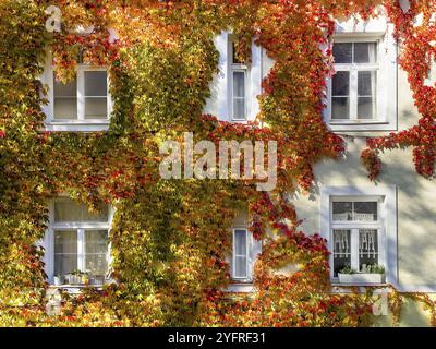 Boston Efeu, dreilappiger Boston Efeu, dreilappiger Zaunrebe (Parthenocissus tricuspidata) an der Hauswand Stockfoto