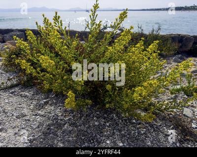 Klebriges Elekampan, Dittrichia viscosa (Dittrichia viscosa) Stockfoto