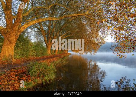 Herbstfarben auf der Platanen Allee, Hardenberg Ufer, Seeweg am Baldeney See, bei Haus Scheppen, in Essen, Nordrhein-Westfalen, Deutschland, Stockfoto