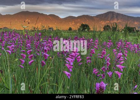 Marsch Gladiolus (Gladiolus palustris), Blumenwiese im Abendlicht, Loisach-Kochelmoor, Blick auf Kochler Berge, Alpenvorland, Bava Stockfoto