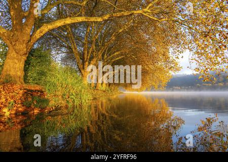 Herbstfarben auf der Platanen Allee, Hardenberg Ufer, Seeweg am Baldeney See, bei Haus Scheppen, in Essen, Nordrhein-Westfalen, Deutschland, Stockfoto