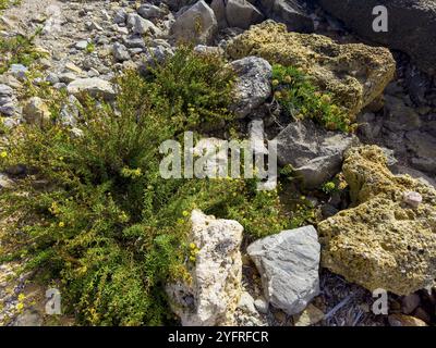 Klebriges Elekampan, Dittrichia viscosa (Dittrichia viscosa) Stockfoto