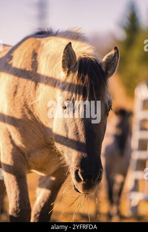 Pferd im warmen Sonnenlicht, Heu in der Nähe eines Zauns, Schwarzwald, Deutschland, Europa Stockfoto