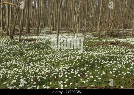 Holzanemone (Anemone nemorosa) Blumenteppich im Laubwald, Allgaeu, Bayern, Deutschland, Allgaeu/Bayern, Deutschland, Europa Stockfoto