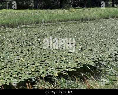 Europäische Weißwasserlilien, Weiße Teichlilien, Seerosen (Nymphaea alba) auf einem großen Kanal vor Schloss Herrnchiemsee, Insel Herrenchiemsee, C. Stockfoto