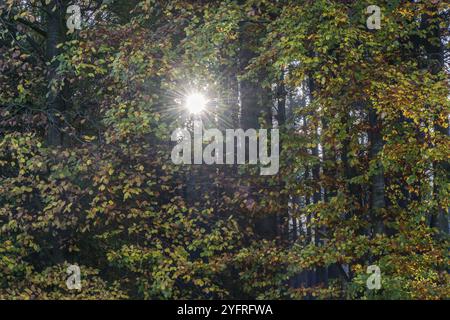 Licht in herbstlichen Buchenblättern (Fagus sylvatica), Emsland, Niedersachsen, Deutschland, Europa Stockfoto