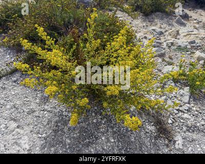 Klebriges Elekampan, Dittrichia viscosa (Dittrichia viscosa) Stockfoto