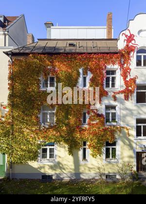 Boston Efeu, dreilappiger Boston Efeu, dreilappiger Zaunrebe (Parthenocissus tricuspidata) an der Hauswand Stockfoto