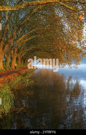 Herbstfarben auf der Platanen Allee, Hardenberg Ufer, Seeweg am Baldeney See, bei Haus Scheppen, in Essen, Nordrhein-Westfalen, Deutschland, Stockfoto