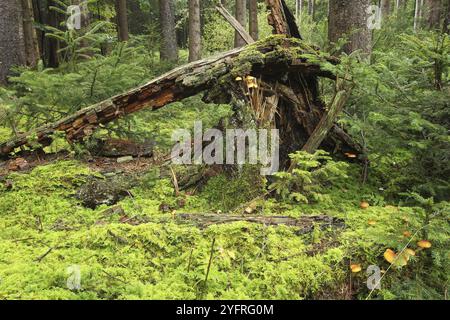 Totes Holz, goldene Boleten (Suillus grevillei), die aus totem Holz im Fichtenwald (Picea) wachsen Allgaeu, Bayern, Deutschland, Allgaeu/Bayern, Deutschland Stockfoto