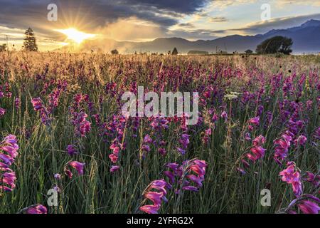 Marsch Gladiolus (Gladiolus palustris), Blumenwiese im Morgenlicht, Sonnenaufgang, bewölkte Stimmung, Loisach-See Kochel Moor, Blick auf die Kochler Berge, Stockfoto