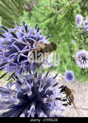 2 Schwebfliegen, kleine Glockendistel, Blaue Glockendistel, Ritro Glockendistel (Echinops Ritro) Stockfoto