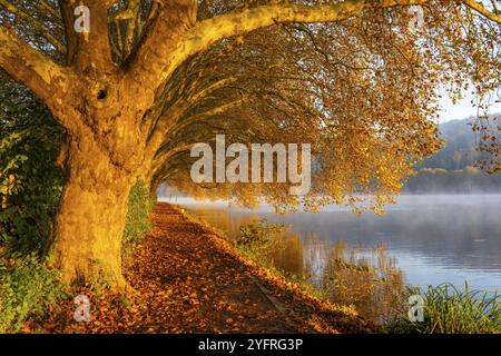 Herbstfarben auf der Platanen Allee, Hardenberg Ufer, Seeweg am Baldeney See, bei Haus Scheppen, in Essen, Nordrhein-Westfalen, Deutschland, Stockfoto