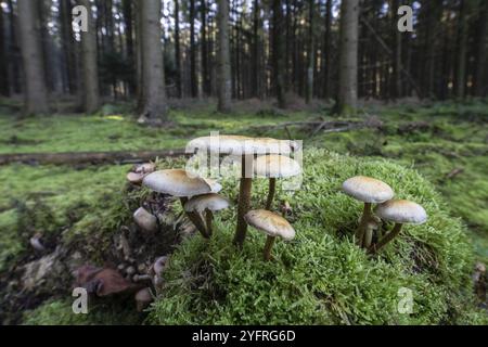 Schwefelbüschel (Hypholoma fasciculare) im Fichtenwald, Emsland, Niedersachsen, Deutschland, Europa Stockfoto