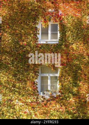 Boston Efeu, dreilappiger Boston Efeu, dreilappiger Zaunrebe (Parthenocissus tricuspidata) an der Hauswand Stockfoto