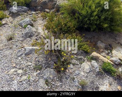 Klebriges Elekampan, Dittrichia viscosa (Dittrichia viscosa) Stockfoto