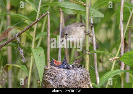 Schilfmühle (Acrocephalus scirpaceus) Fütterung eines jungen Kuckuckses (Cuculus canorus), Unterrhein, Elsass, Grand Est, Frankreich, Europa Stockfoto