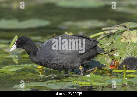 Eurasischer Coot (Fulica atra) kommt, um seine Küken zu füttern. Bas Rhin, Elsass, Frankreich, Europa Stockfoto