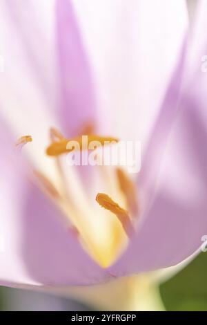 Die Staubblätter einer Herbstblume (Colchicum autumnale). Elsass, Grand EST, Frankreich, Europa Stockfoto