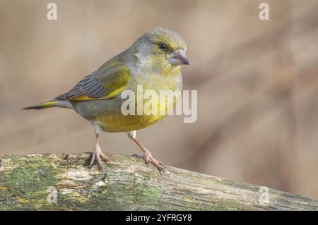 Grünfink (Carduelis chloris) an einem Baumzweig im Winter. Elsass, Frankreich, Europa Stockfoto